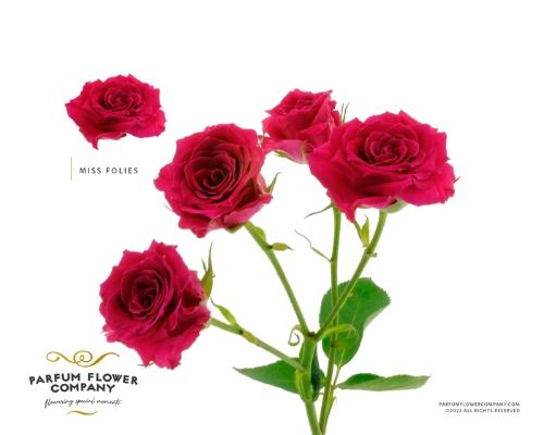 Rosa tros overig