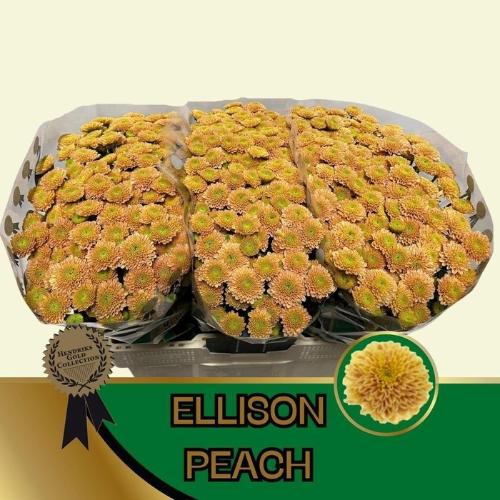 Chrysanthemum (Indicum Grp) tros santini Ellison Peach