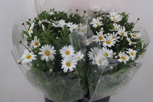 Leucanthemum vulgare overig