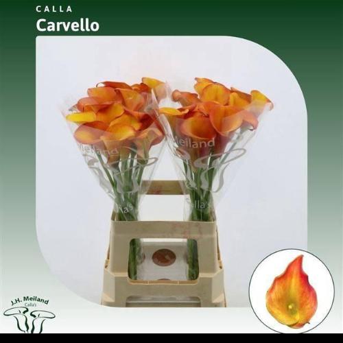 Zantedeschia 'Carvello'
