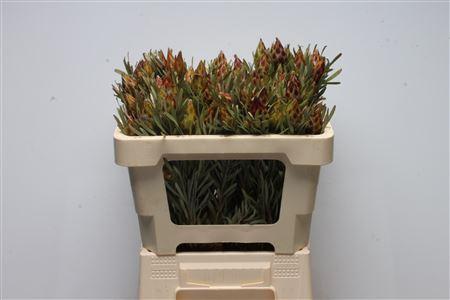 Leucadendron rubrum