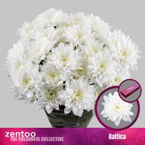 Chrysanthemum Indicum Grp tros kas Baltica