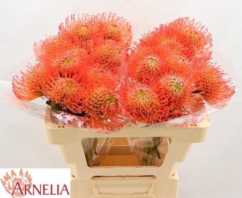 Leucospermum cordifolium 'Succession'