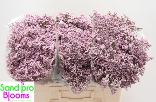 Limonium Safora Oshi Pink