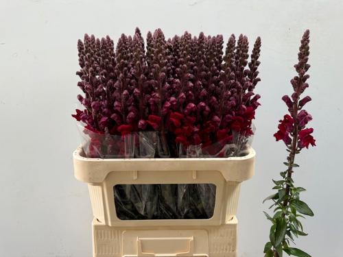 Antirrhinum majus 'Potomac Red'