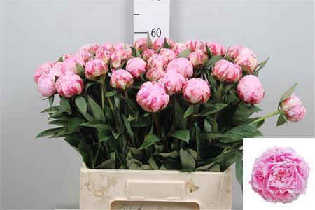 Paeonia Lactiflora Grp 'Sarah Bernhardt'