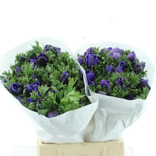 Anemone coronaria 'Mistral Plus Dark Blue'