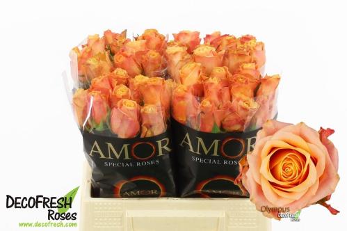 Rosa grootbloemig Olympus