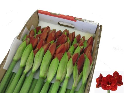 Hippeastrum Galaxy Grp 'Ferrari'