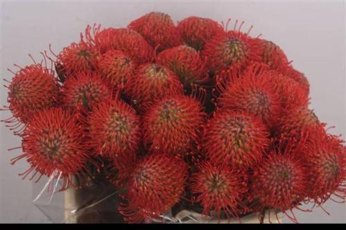 Leucospermum cordifolium 'Succession'