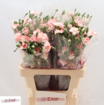 bc0c1d46-9a7e-4ae8-98dd-ecfc0650b10b.png