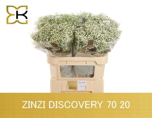 Gypsophila paniculata Zinzi Discovery