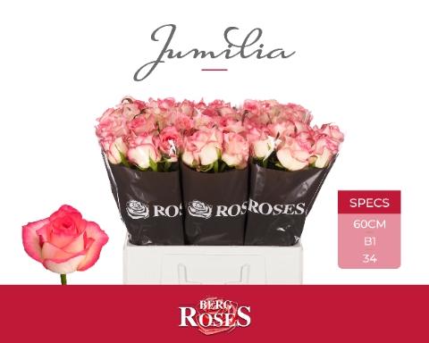 Rosa grootbloemig Jumilia