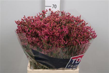 Limonium sinensis Scarlet Diamond