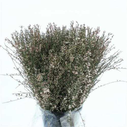 Genista kleurbehandeld H%