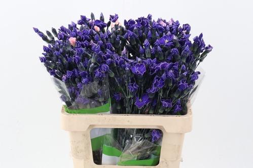 Dianthus tros kleurbehandeld H%