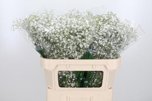 Gypsophila paniculata Xlence