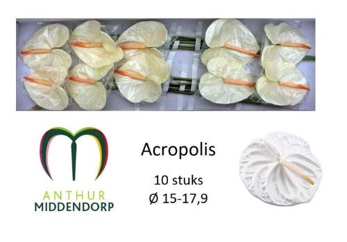 Anthurium Andreanum Grp 'Acropolis'