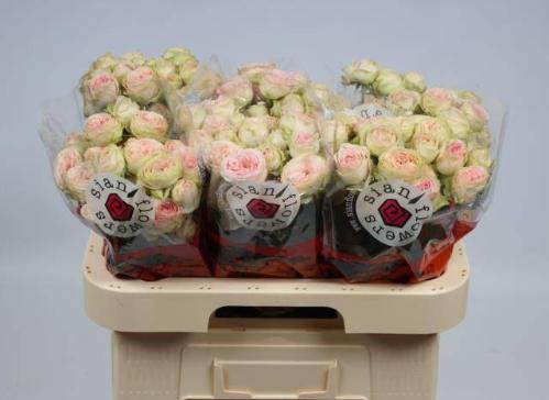 Rosa tros Sweet Giselle!
