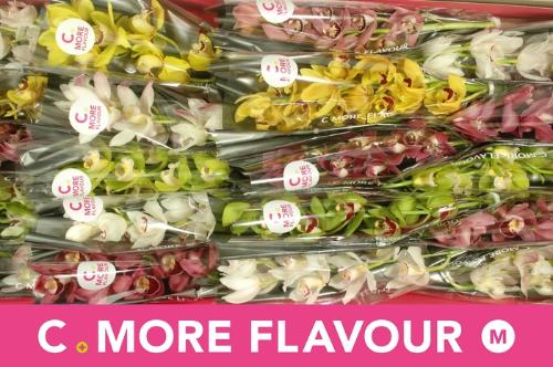 Cymbidium mini per tak gemengd