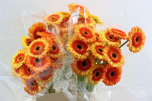 Gerbera mini Decora