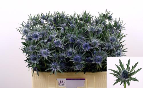 Eryngium Orion Questar