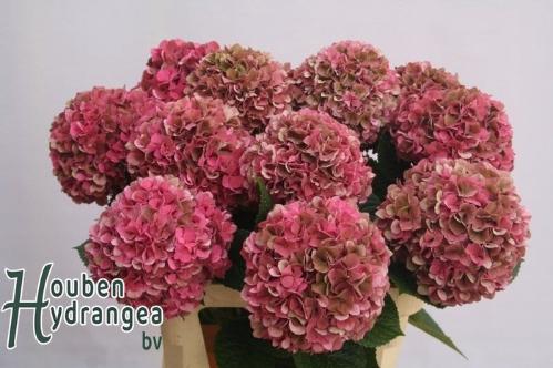 Hydrangea macrophylla Glowing Alps (classic)