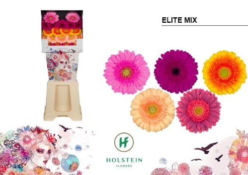 Gerbera mini Elite Mix Gemengd