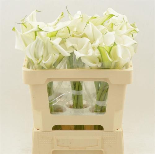 Zantedeschia White Art