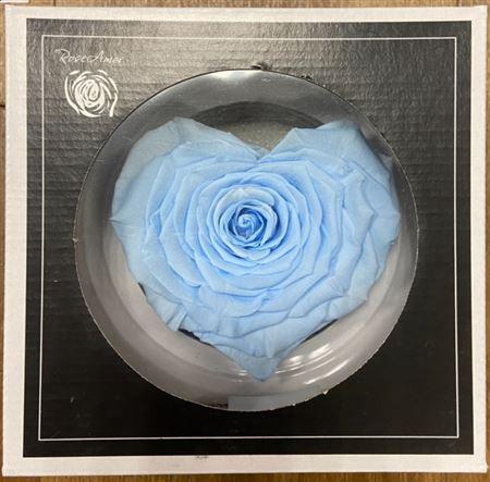 Rosa grootbloemig kleurbehandeld H%