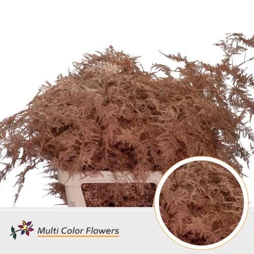 Asparagus overig kleurbehandeld H%