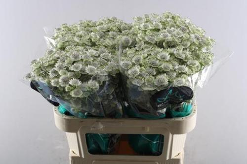 Astrantia major Billion Stars XL