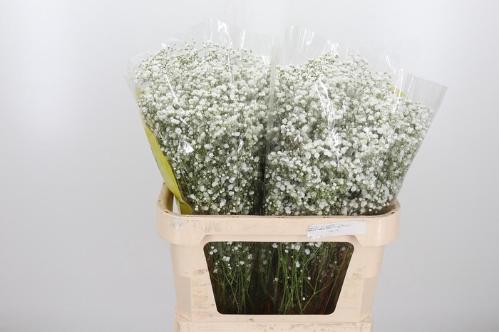 Gypsophila paniculata Xlence