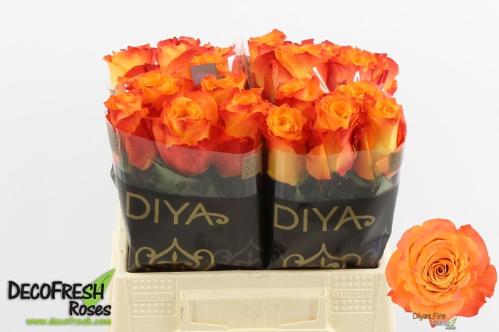 Rosa grootbloemig Diya's Fire