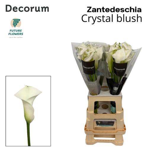 Zantedeschia 'Crystal Blush'