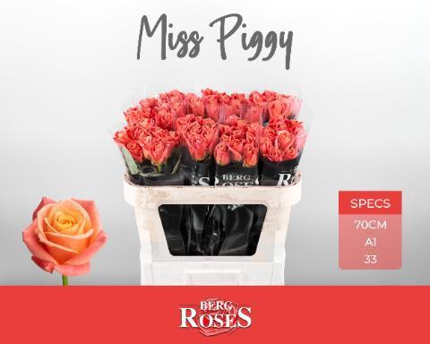 Rosa grootbloemig Miss Piggy+