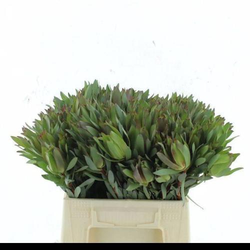Leucadendron 'Inca Gold'