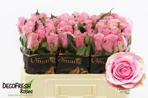 Rosa grootbloemig Celeb