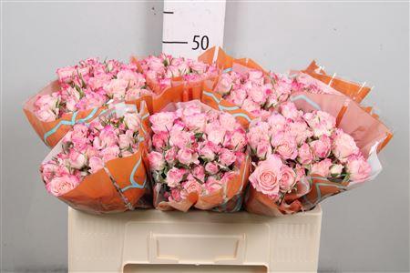 Rosa tros Speaking Blossoms