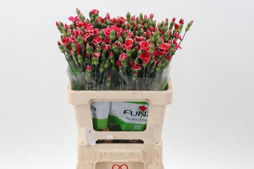 Dianthus tros overig