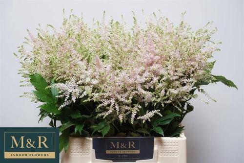 Astilbe Japonica Grp 'Europa'
