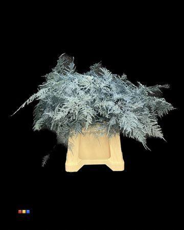 Asparagus overig kleurbehandeld H%