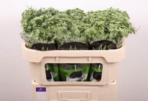 Ammi visnaga 'Casablanca'