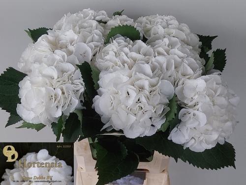 Hydrangea macrophylla 'Schneeball'