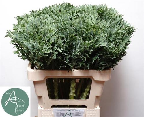 Brassica oleracea 'Crane Frilly'
