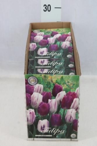 Tulipa (bol)