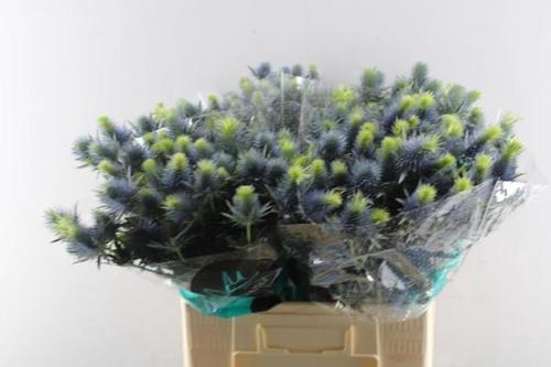Eryngium Supernova Questar