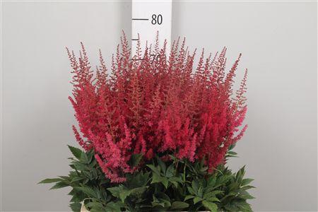 Astilbe Arendsii Grp 'Paul G