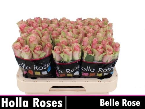 Rosa grootbloemig Belle Rose