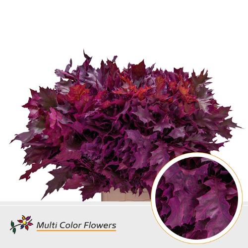 Quercus rubra kleurbehandeld H%